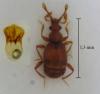 Bryaxis cebennicus